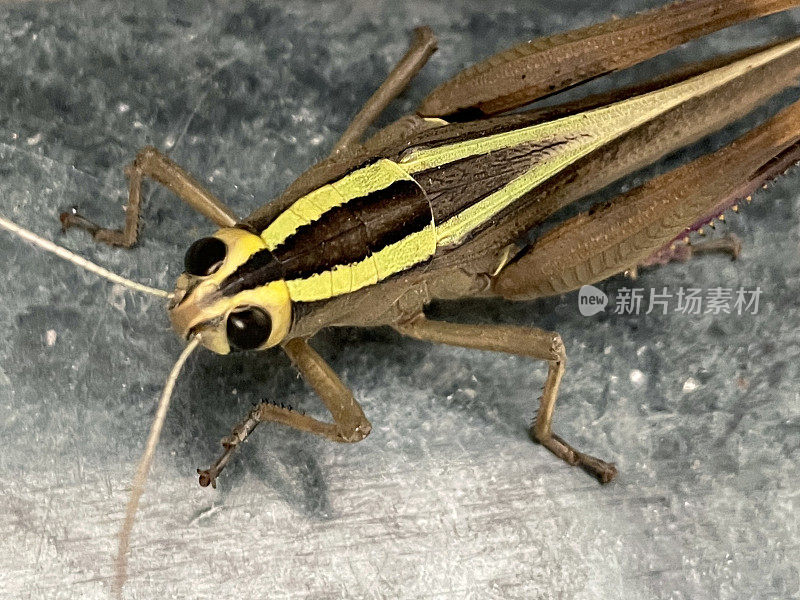 双条纹蚱蜢(Melanoplus bivittatus)在灰色大理石瓷砖地板上的特写图像，高架视图